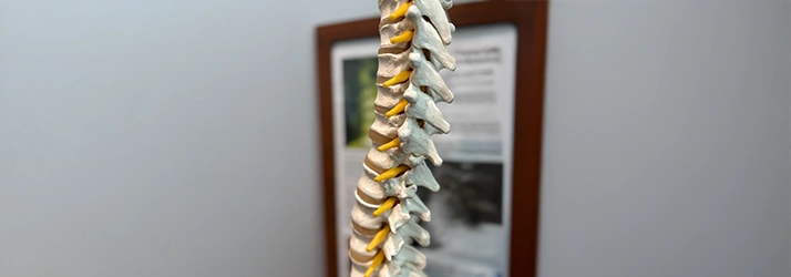 Spine Model Displayed In Chiropractic Office